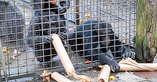 Neugierig begutachten die Schimpansen im Leintalzoo die von Besuchern gebastelten Besch&auml;ftigungsgeschenke.
Foto: Mario Berger