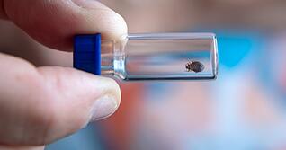 Die Bettwanze ist ein vier bis sechs Millimeter kleiner Blutsauger. Das Umweltbundesamt (UBA) r&auml;t zur Bek&auml;mpfung durch Fachleute. Die Sch&auml;dlinge entdeckt man laut UBA zum Beispiel im Bett und in oder hinter anderen M&ouml;beln sowie Lichtschaltern und Fu&szlig;leisten.