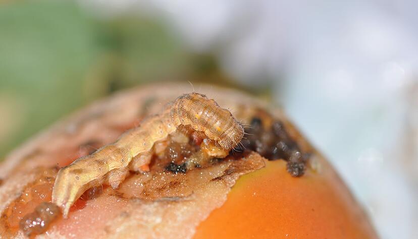 Auch in Süddeutschland richtet der Faklter schon Schäden an. Auch in Süddeutschland richtet der Faklter schon Schäden an.