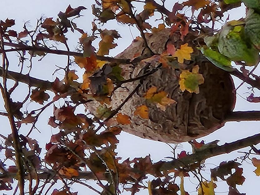 Laubfall macht es sichtbar: Das Nest der Spezies Asiatische Hornisse in Güglingen-Eibensbach. Laubfall macht es sichtbar: Das Nest der Spezies Asiatische Hornisse in Güglingen-Eibensbach.