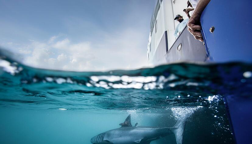 Nicht nur Haie versieht Ocearch mit Peilsendern - auch Meeresschildkr&ouml;ten, Robben, Delfine oder Alligatoren lassen sich auf der Seite der Organisation tracken.