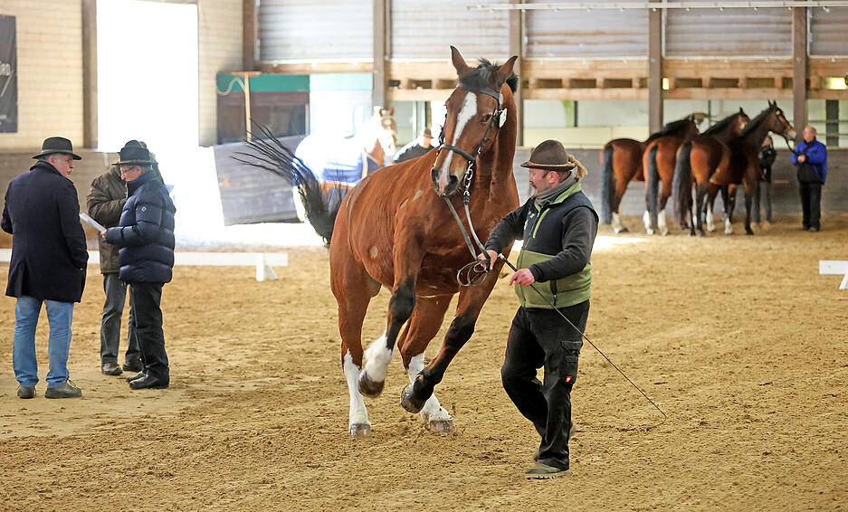 Prämierung beim Heilbronner Pferdemarkt mit 172 Pferden und Ponys