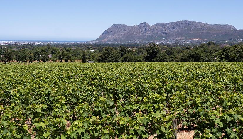 Blick über die Rebgärten von Südafrikas ältestem Weingut Groot Constantia. Blick über die Rebgärten von Südafrikas ältestem Weingut Groot Constantia.