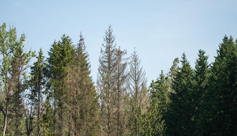 Dass es den W&auml;ldern im Land immer schlechter geht, hat auch Auswirkungen auf die Klimaziele. (Archivbild)