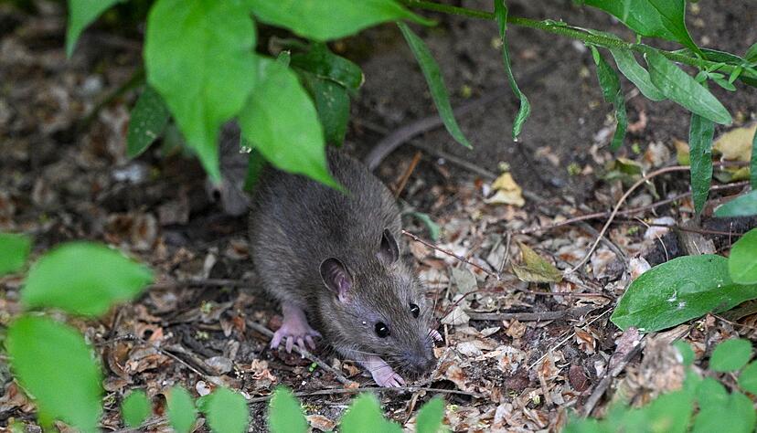 Viele Menschen haben Angst vor Ratten. (Archivbild)