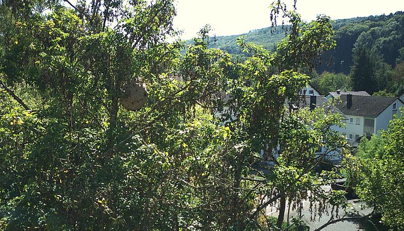 Die Asiatische Hornisse baut ihr Sekundärnest meterhoch im Baum. Für Menschen ist sie hier selten gefährlich.