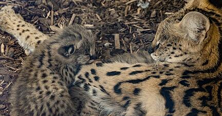 Ein Raubkatzenjunges schmiegt sich an seine Mutter.