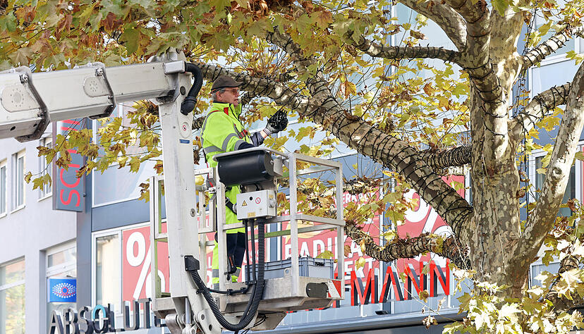 Gärtnermeister Peter Schmalzhaf wickelt die Lichterketten um jeden einzelnen Ast des großen Baumes bei der Stadtgalerie: ein Heidengeschäft. Gärtnermeister Peter Schmalzhaf wickelt die Lichterketten um jeden einzelnen Ast des großen Baumes bei der Stadtgalerie: ein Heidengeschäft.