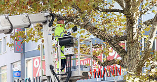 Gärtnermeister Peter Schmalzhaf wickelt die Lichterketten um jeden einzelnen Ast des großen Baumes bei der Stadtgalerie: ein Heidengeschäft.