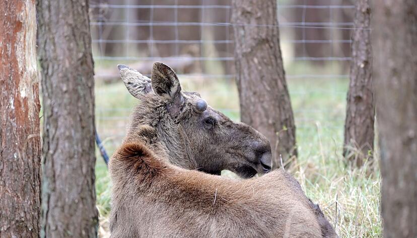 Im Schwarzwälder Kinzigtal wurde laut Landratsamt ein Elch gesichtet. (Symbolbild) Im Schwarzwälder Kinzigtal wurde laut Landratsamt ein Elch gesichtet. (Symbolbild)