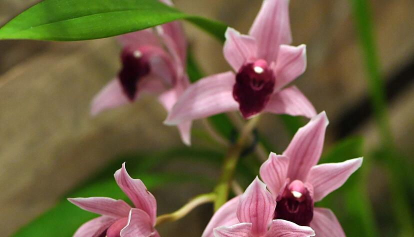 Cymbidium-Orchideen mit ihren großen Blütenrispen setzen exotische Akzente in der Weihnachtsdekoration. Cymbidium-Orchideen mit ihren großen Blütenrispen setzen exotische Akzente in der Weihnachtsdekoration.