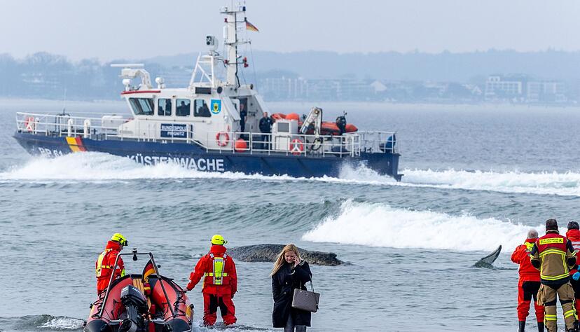Die Rettung des großen Wals ist laut Experten nicht leicht - es könne auch sein, dass das Tier danach gleich wieder strande oder verende. Die Rettung des großen Wals ist laut Experten nicht leicht - es könne auch sein, dass das Tier danach gleich wieder strande oder verende.