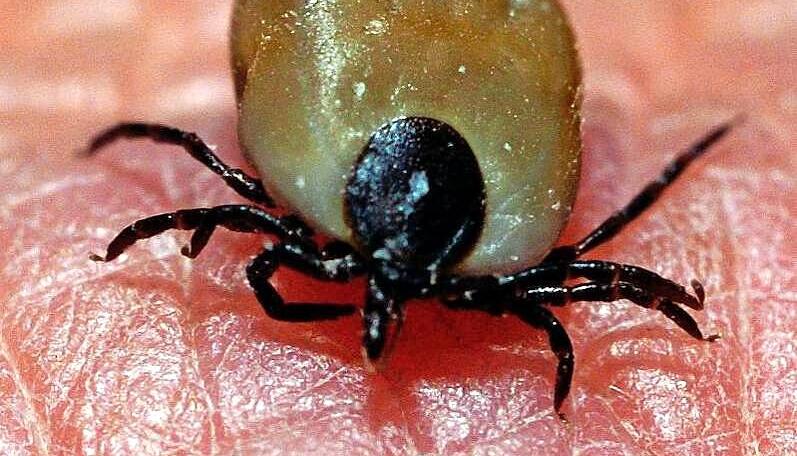 Zecken &uuml;bertragen Krankheiten wie FSME &minus; vor allem ab Fr&uuml;hjahr.
Foto: dpa