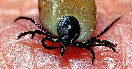 Zecken &uuml;bertragen Krankheiten wie FSME &minus; vor allem ab Fr&uuml;hjahr.
Foto: dpa