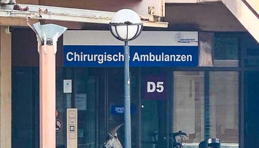 Ziegenbock vor Klinikt&uuml;r - Wo bin ich denn hier gelandet?