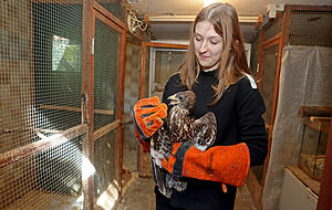 Loana Hermann holt den Wespenbussard mit Handschuhen aus der Voliere. Der besondere Vogel wurde in der Station aufgepäppelt und muss noch überwintern. Loana Hermann holt den Wespenbussard mit Handschuhen aus der Voliere. Der besondere Vogel wurde in der Station aufgepäppelt und muss noch überwintern.