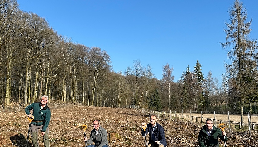 Die ersten B&auml;ume werden gesetzt. Volksbank Kraichgau spendet 2.000 B&auml;ume mit 7.500 Euro f&uuml;r den Sinsheimer Stadtwald. 
V.l.n.r. Revierf&ouml;rster Dietmar Weiland, Volksbankvorstand Holger Neubauer, Oberb&uuml;rgermeister Marco Siesing, Stadtk&auml;mmerer Ulrich Landwehr.