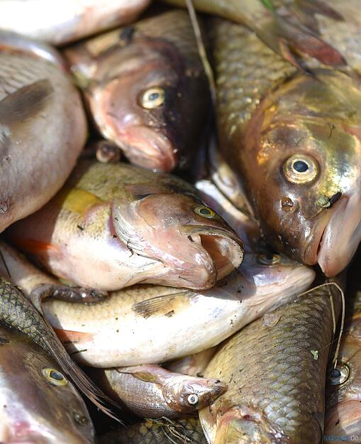 Tote Fische liegen am 25.08.2015 bei Elpershofen (Baden-Württemberg) in einem Container. Giftiges Löschwasser hat im Kreis Schwäbisch Hall ein großes Fischsterben in der Jagst ausgelöst.