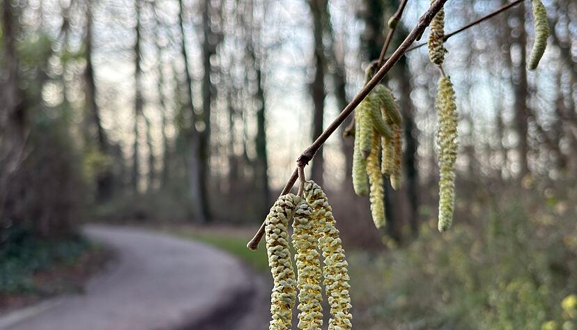 Noch nicht mal Weihnachten, aber schon die ersten Fr&uuml;hlingsboten: An einem Haselstrauch bl&uuml;hen die sogenannten K&auml;tzchen.