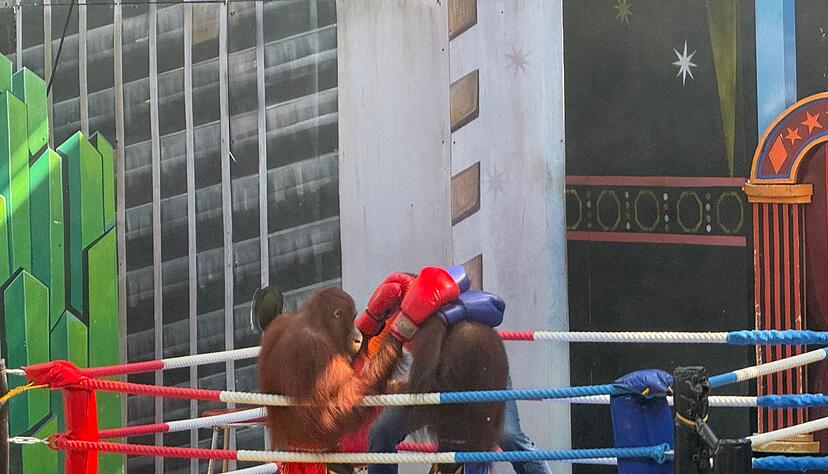 Tiersch&uuml;tzer sind entsetzt &uuml;ber die Box-Spektakel.