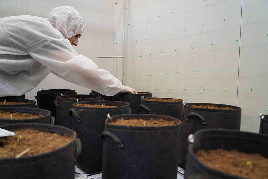 Ganz vorsichtig müssen die kleinen Pflanzen beim Cannabis-Anbau in Bad Wimpfen in die Erde gesetzt werden.