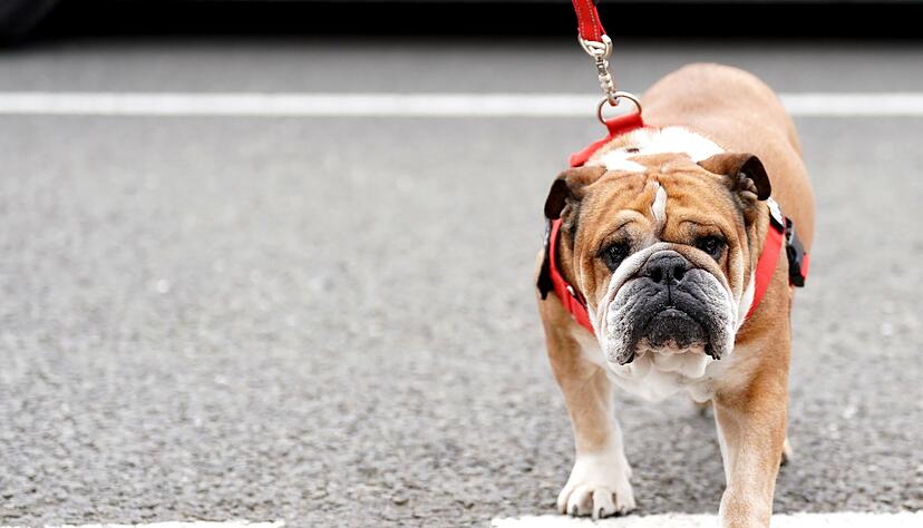 Lewis Hamilton bangt um seinen Hund. (Archivbild)