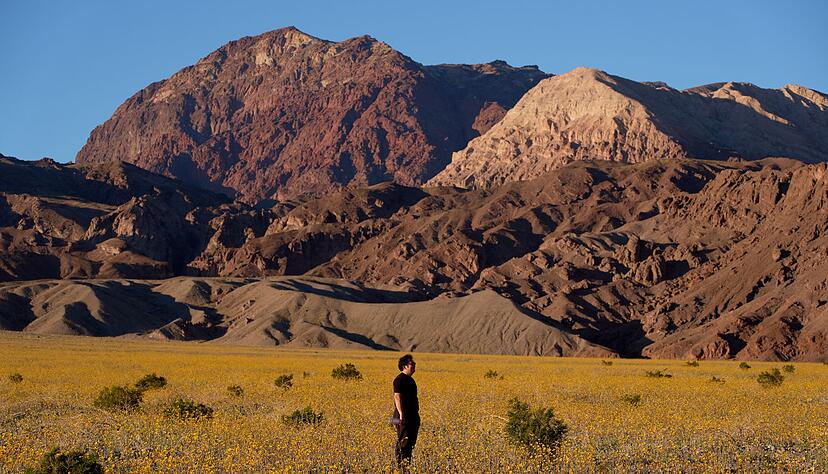 Für Auge und Nase eine Wohltat: Das sonst so trockene und heiße Death Valley im Westen der USA schimmert derzeit in den Farben verschiedener Wildblüten. Für Auge und Nase eine Wohltat: Das sonst so trockene und heiße Death Valley im Westen der USA schimmert derzeit in den Farben verschiedener Wildblüten.