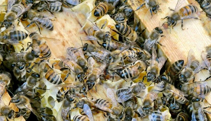 Die Bienen sind immer in Bewegung. (Archivbild)