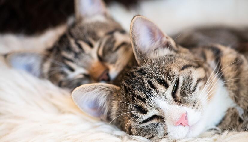 Davon tr&auml;umen Katzenfans, die einen Gef&auml;hrten f&uuml;r die bestehende Katze ins Haus holen wollen: &laquo;Alte&raquo; und &laquo;neue&raquo; Mieze kuscheln zusammen.