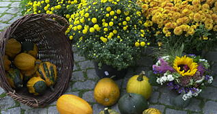 Der Herbst bringt die ganze Vielfalt der Region auf Feldern, Bäumen, in Gärten und Weinbergen zum Vorschein. Foto: Tscherwitchke Der Herbst bringt die ganze Vielfalt der Region auf Feldern, Bäumen, in Gärten und Weinbergen zum Vorschein. Foto: Tscherwitchke