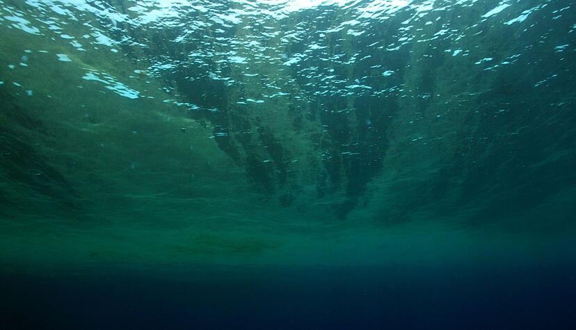 Auch Phytoplankton gehört WWF zufolge zu den Verlierern des Jahres. Auch Phytoplankton gehört WWF zufolge zu den Verlierern des Jahres.