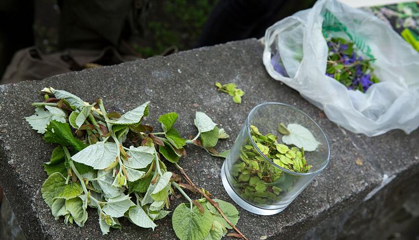 Ausbeute von einer Bl&auml;ttersammeltour durch den Wald: Lindenbl&auml;tter (l-r), Ulmenbl&auml;tter und Veilchen f&uuml;r die B&auml;ume-K&uuml;che.