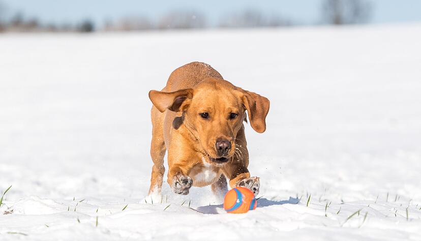 Auch Vierbeinern kann im Winter kalt werden. In Bewegung zu bleiben ist daher besonders wichtig.