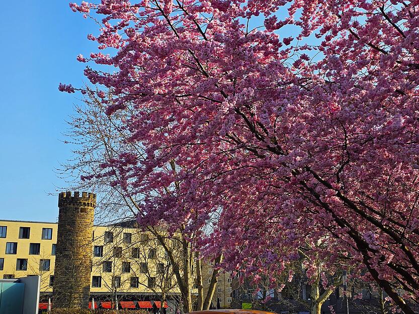 Ein üppig beladener Kirschbaum bietet ein wahres Blütenmeer. Ein üppig beladener Kirschbaum bietet ein wahres Blütenmeer.