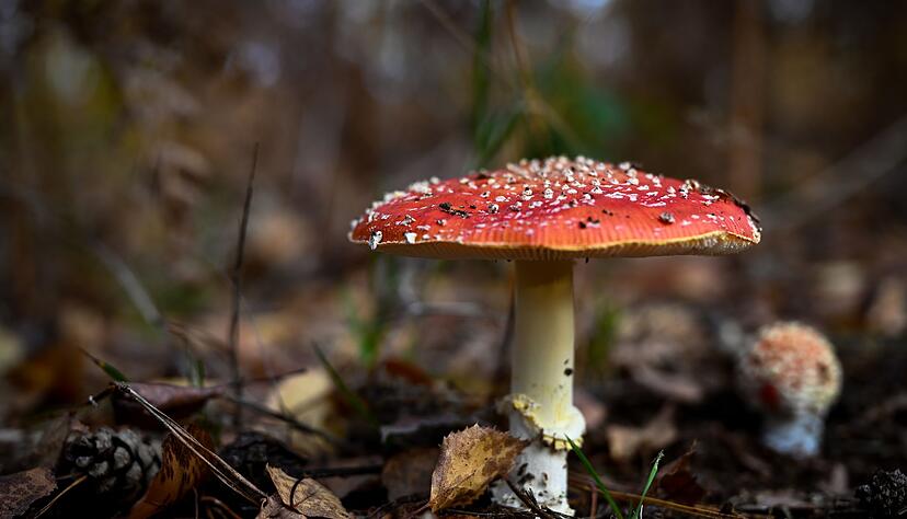 Das Gift des Fliegenpilzes in Gummibonbons f&uuml;hrte nun zu einem Vekaufsverbot (Symbolbild).