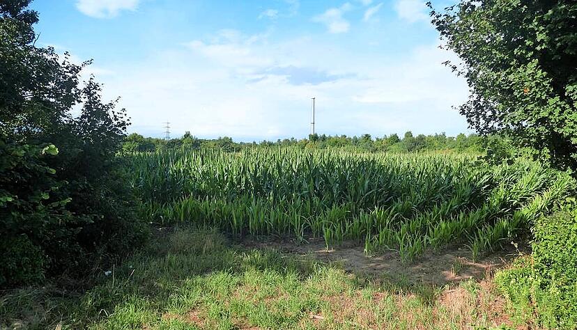 Auf der noch landwirtschaftlich genutzten Fl&auml;che nord&ouml;stlich des GKN m&ouml;chte die Netze BW ein KI-Rechenzentrum errichten.