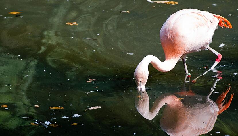 Flamingos gibt es in Deutschland vor allem in Zoos - wie hier in Dortmund. (Archivbild) Flamingos gibt es in Deutschland vor allem in Zoos - wie hier in Dortmund. (Archivbild)
