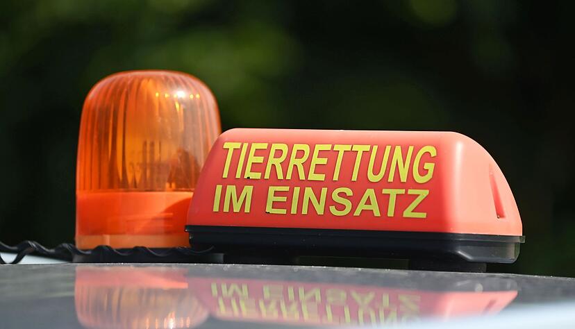 Auch die Tierrettung Südbaden war im Einsatz. (Symbolbild) Auch die Tierrettung Südbaden war im Einsatz. (Symbolbild)