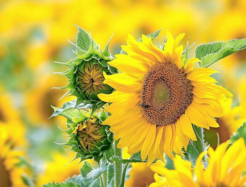 Sonnenblumen-Pracht rund um Heilbronn Sonnenblumen-Pracht rund um Heilbronn