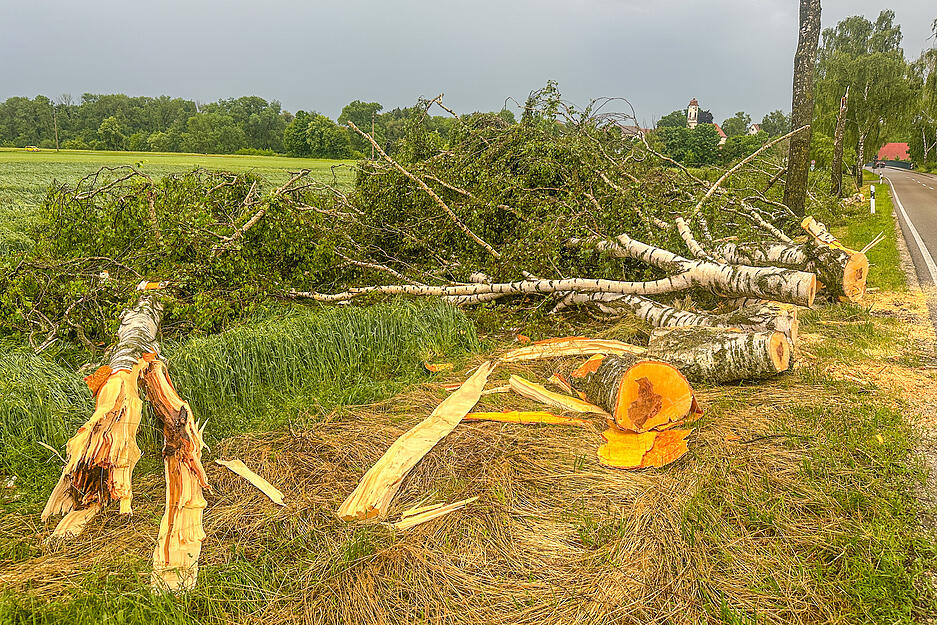 Hier wurden sechs Bäume von Sturmböen einfach abgerissen. Hier wurden sechs Bäume von Sturmböen einfach abgerissen.