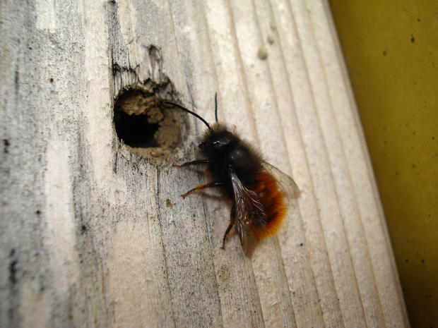 Gehörnte Mauerbiene