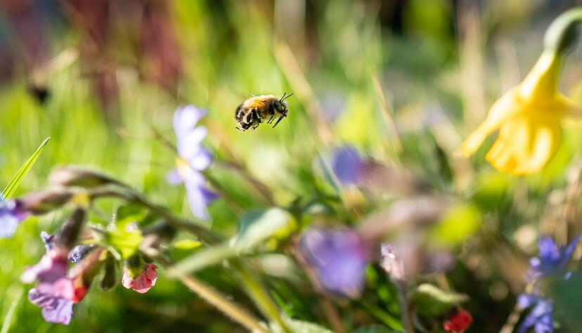 Das typische Frühlingsgefühl entsteht auch durch die kleinen Lebewesen um uns herum. (Archivbild) Das typische Frühlingsgefühl entsteht auch durch die kleinen Lebewesen um uns herum. (Archivbild)