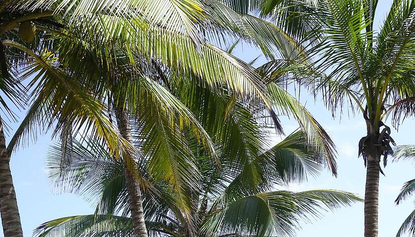 Wochenlang unter Palmen entspannen: Wer unbezahlten Urlaub möchte, ist auf das Einverständnis des Arbeitgebers angewiesen.