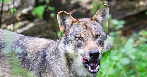 Die Polizei geht davon aus, dass es sich bei dem eingefangenen Wolf um ein zuvor in Blankenese gesichtetes Tier handelt. (Symbolbild) Die Polizei geht davon aus, dass es sich bei dem eingefangenen Wolf um ein zuvor in Blankenese gesichtetes Tier handelt. (Symbolbild)
