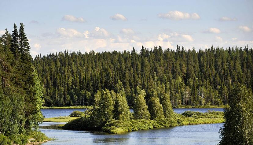 Liegt es an den finnischen W&auml;ldern, dass die Nordeurop&auml;er so gl&uuml;cklich sind? (Symbolbild)
