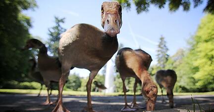 Afrikanische Nilgänse. Foto: