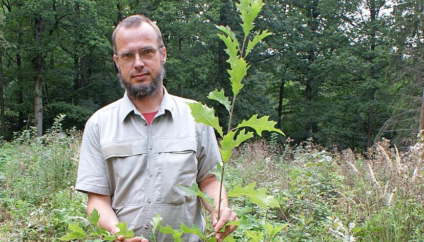 Ist begeistert vom Wuchserfolg bei jungen Eichen: Immanuel Schmutz auf einer Fl&auml;che am Schweinsberg. Schulklassen betreuen hier einzelne Parzellen.
Foto: Friese