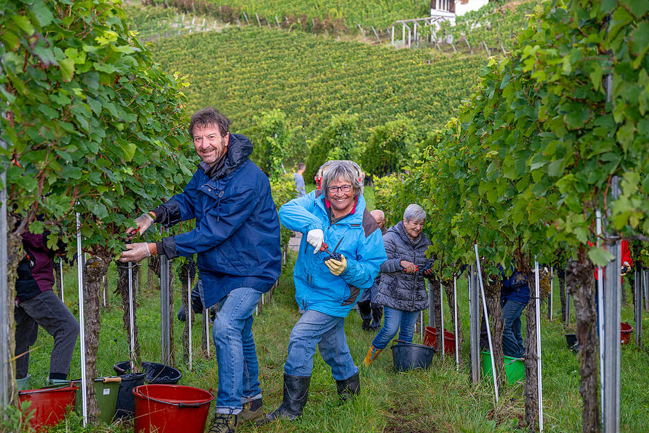 Zur Traubenernte sind viele Helfer in den Weinberg von Weingut Berthold gekommen.