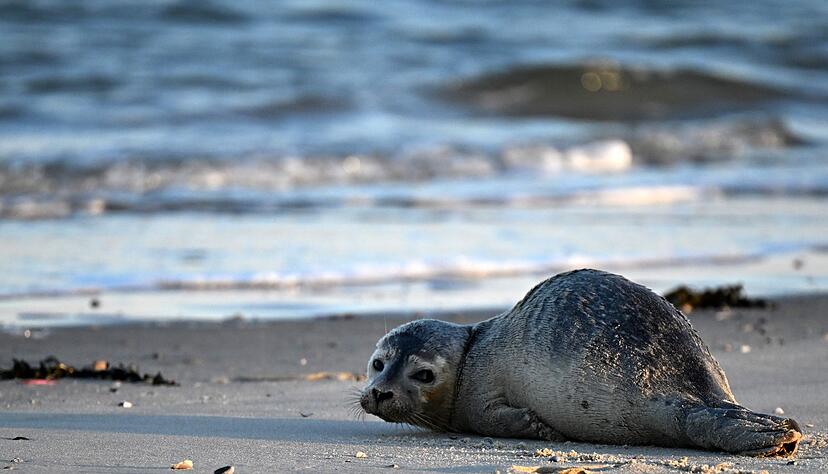Seehunde z&auml;hlen zu den gr&ouml;&szlig;ten Meeresraubtieren im Wattenmeer. (Archivbild)