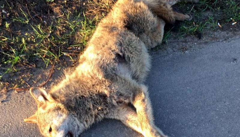 Der überfahrene Wolf neben einer Leitplanke an der Autobahn A661. Foto: Polizei Frankfurt Der überfahrene Wolf neben einer Leitplanke an der Autobahn A661. Foto: Polizei Frankfurt
